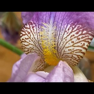 Meet your Posher, Mary ellen